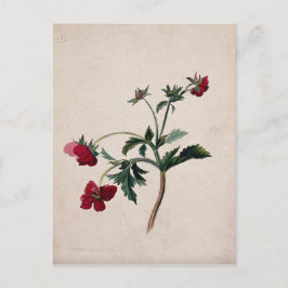 Wild Strawberries Lithograph-Briefkaart Briefkaart