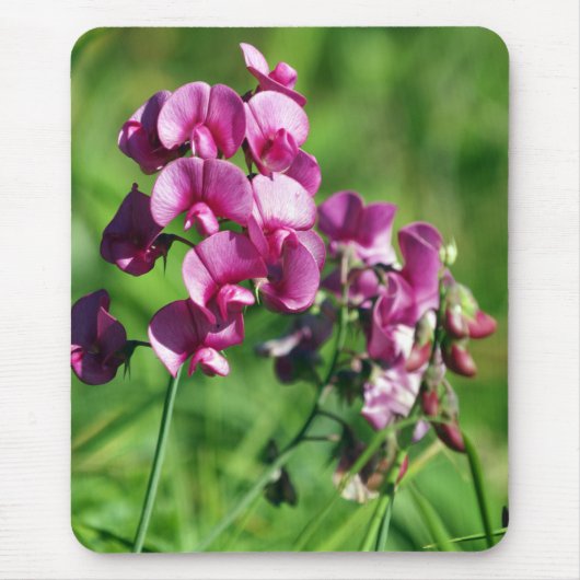 Wild Sweet-pea Flower Muismat (Voorkant)