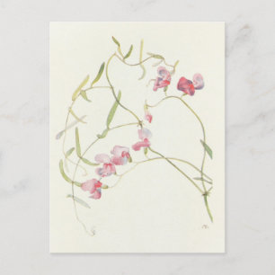Wild Sweet Pea van Margaret Armstrong Briefkaart