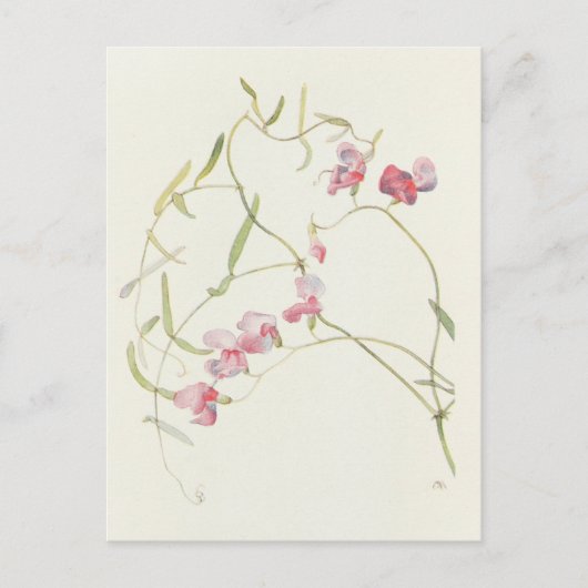 Wild Sweet Pea van Margaret Armstrong Briefkaart (Voorkant)