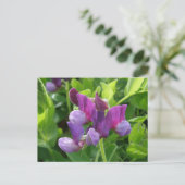 Wild Sweet Peas, Unalaska Island Briefkaart (Staand voorkant)