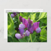 Wild Sweet Peas, Unalaska Island Briefkaart (Voorkant / Achterkant)