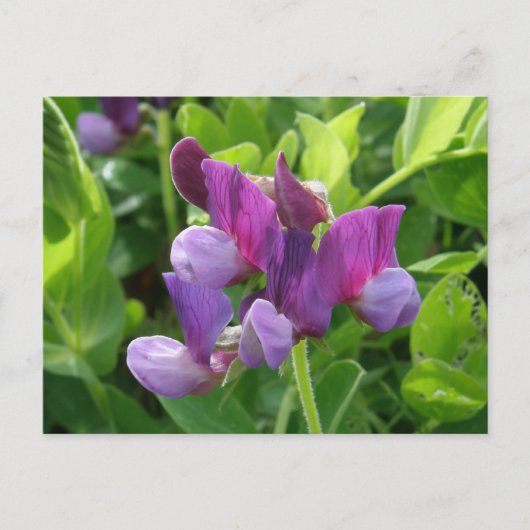 Wild Sweet Peas, Unalaska Island Briefkaart (Voorkant)