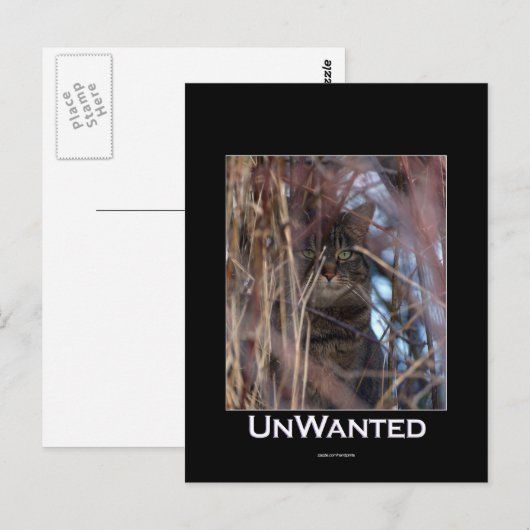 Wild Tabby Cat Demotivationeel Dier Briefkaart (Voorkant / Achterkant)