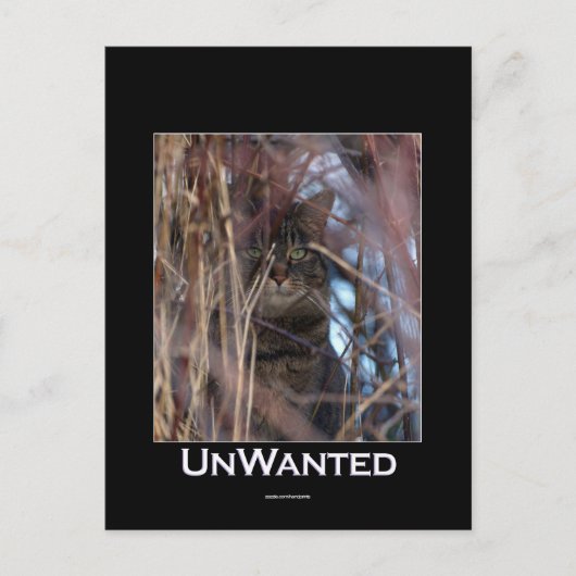 Wild Tabby Cat Demotivationeel Dier Briefkaart (Voorkant)