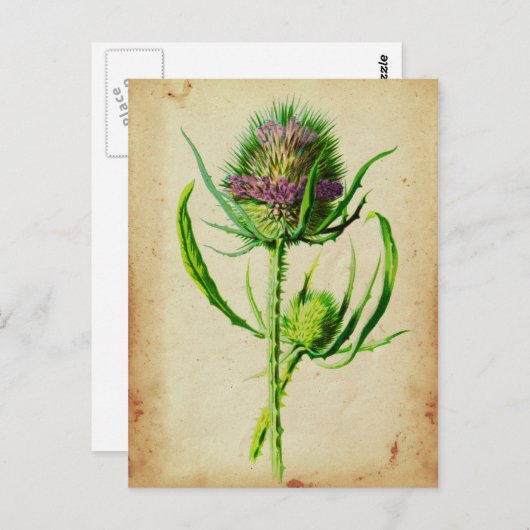 Wild Teasel - Dipsacus sylvestris Briefkaart (Voorkant / Achterkant)