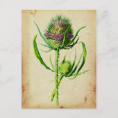 Wild Teasel - Dipsacus sylvestris Briefkaart (Voorkant)