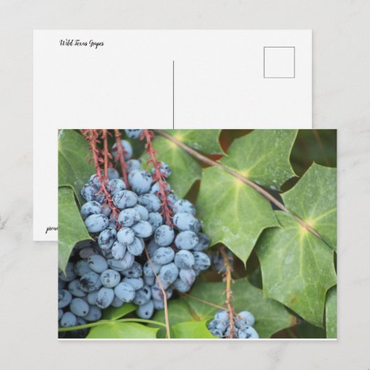 Wild Texas Druiven Briefkaart (Voorkant / Achterkant)