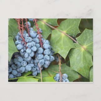Wild Texas Grapes Briefkaart