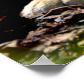 Wild Tiger Poster (Hoek)