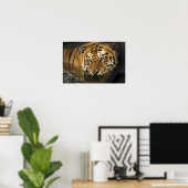 Wild Tiger Safari Oerwoud Kunstwerk Foto Poster (Thuiskantoor)