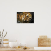 Wild Tiger Safari Oerwoud Kunstwerk Foto Poster (Keuken)