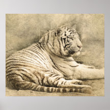 Wild Tiger Safari Oerwoud Kunstwerk Foto Poster
