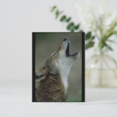 Wild Timber Wolf Howling Briefkaart (Staand voorkant)
