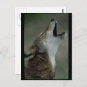 Wild Timber Wolf Howling Briefkaart (Voorkant / Achterkant)