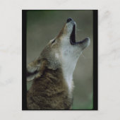 Wild Timber Wolf Howling Briefkaart (Voorkant)