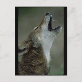 Wild Timber Wolf Howling Briefkaart