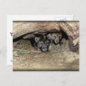 Wild Timber Wolf Twin Cubin in Den Haag Briefkaart (Voorkant / Achterkant)