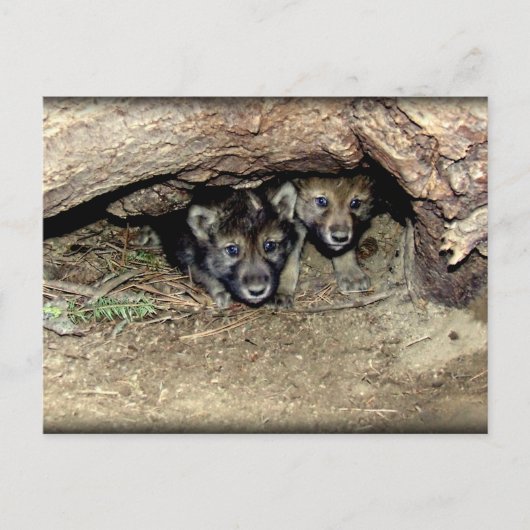 Wild Timber Wolf Twin Cubin in Den Haag Briefkaart (Voorkant)