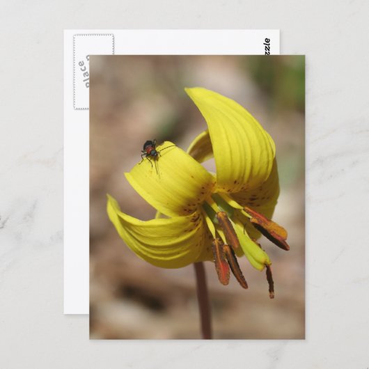 Wild Trout Lily Flower And Friend Personalized Briefkaart (Voorkant / Achterkant)