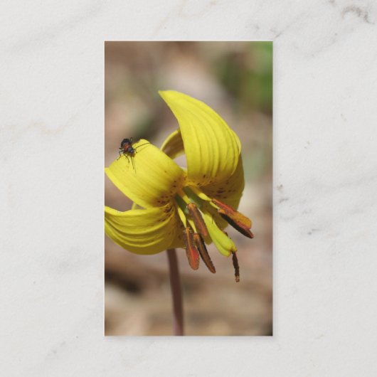 Wild Trout Lily Flower Visitekaartje (Achterkant)