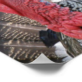 Wild Turkey Afbeelding Poster (Hoek)