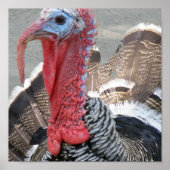 Wild Turkey Afbeelding Poster (Voorkant)