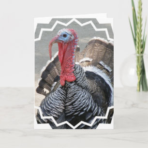 Wild Turkey Afbeelding Wenskaart Feestdagen Kaart