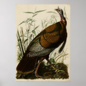 Wild Turkey_Audubon_Poster Poster (Voorkant)