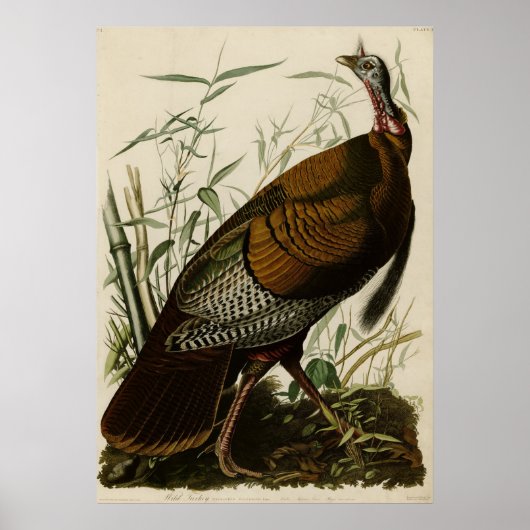Wild Turkey_Audubon_Poster Poster (Voorkant)
