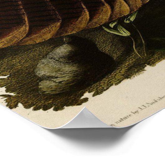 Wild Turkey_Audubon_Poster Poster (Hoek)