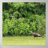 Wild Turkey Bird Poster (Voorkant)