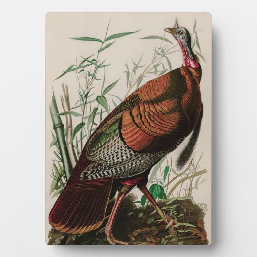 Wild Turkey Birds of America Audubon Print Fotoplaat (voorkant)