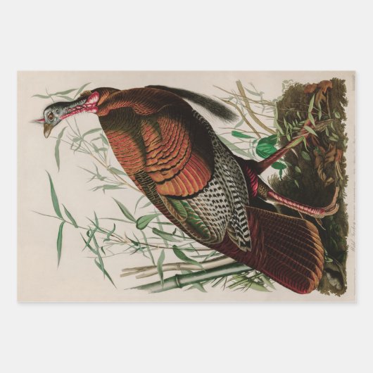 Wild Turkey Birds of America Audubon Print Inpakpapier Vel (Voorkant)