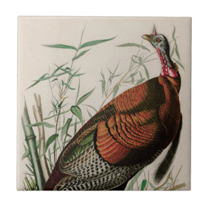 Wild Turkey Birds of America Audubon Print Tegeltje