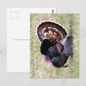 Wild Turkey Briefkaart (Voorkant / Achterkant)