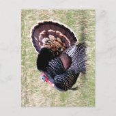 Wild Turkey Briefkaart (Voorkant)