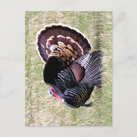 Wild Turkey Briefkaart (Voorkant)