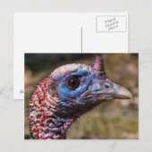 Wild Turkey Briefkaart (Voorkant / Achterkant)
