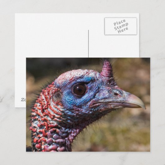 Wild Turkey Briefkaart (Voorkant / Achterkant)