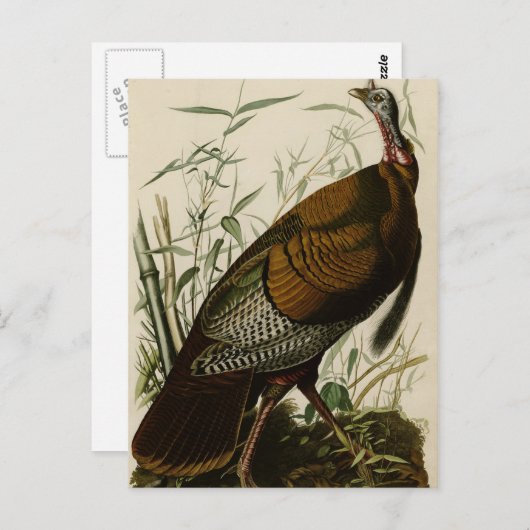 Wild Turkey Briefkaart (Voorkant / Achterkant)
