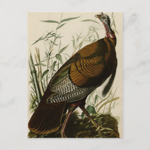 Wild Turkey Briefkaart