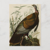 Wild Turkey Briefkaart (Voorkant)