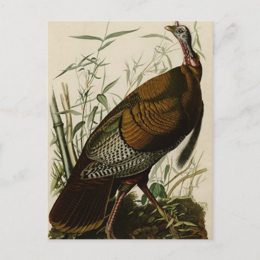 Wild Turkey Briefkaart (Voorkant)