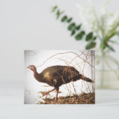 Wild Turkey Briefkaart (Staand voorkant)