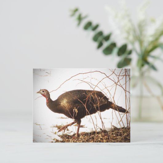 Wild Turkey Briefkaart (Staand voorkant)