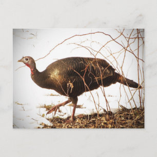 Wild Turkey Briefkaart
