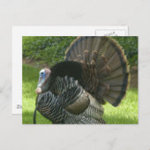 Wild Turkey Briefkaart (Voorkant / Achterkant)