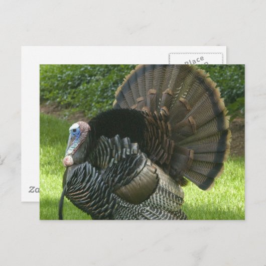 Wild Turkey Briefkaart (Voorkant / Achterkant)