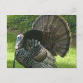 Wild Turkey Briefkaart (Voorkant)
